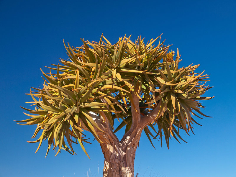 Namib Rand